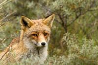 fox