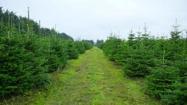 Christmas tree plantation by Bo Valentino