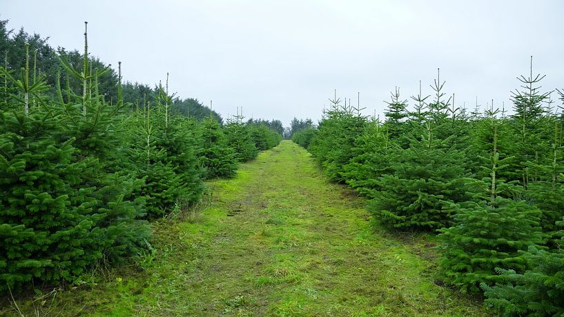 Christmas tree plantation by Bo Valentino