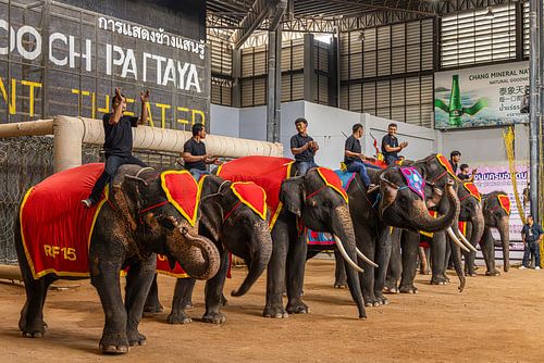 Elephants @ Pattaya, Thailand