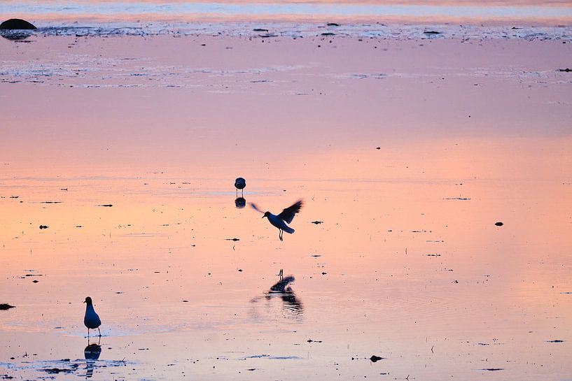 Zeemeeuwen bij zonsondergang bij eb op de Oostzee van Martin Köbsch