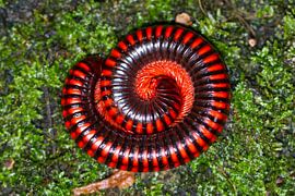 Aphistogoniulus Corallipes