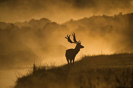 Morgenkraft – Hirsch im goldenen Nebel von Erwin Duijvestijn