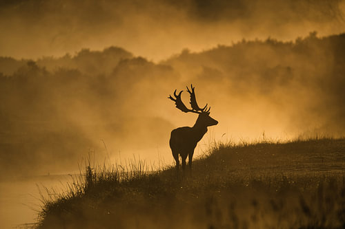 Morgenkraft – Hirsch im goldenen Nebel