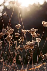 Warmes Winterlicht 2 von Mareike Böhmer