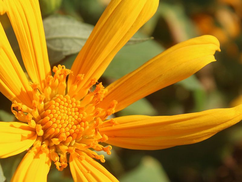 Tournesol mexicain joyeux par Henrieke vdK