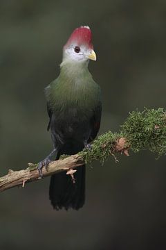 Roodkuiftoerako (Tauraco erythrolophus) van Ronald Pol