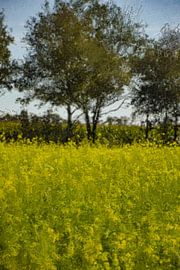 Summer light in the field by Geert Van Baelen