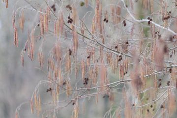 Branches of the Black Alder Tree by Marianne Twijnstra