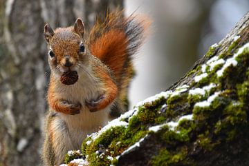 A red squirrel in the trap by Claude Laprise