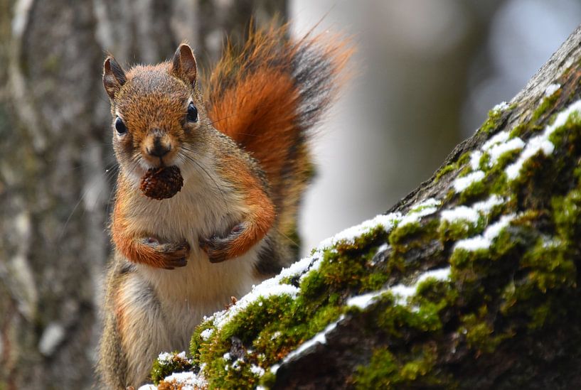 A red squirrel in the trap by Claude Laprise