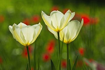 Witte tulpen in het licht van Anja B. Schäfer