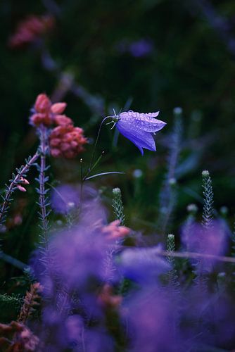 Closeup van paarse en roze bloemetjes op de heide