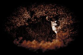 Beautiful deer in the dunes of Noordwijk