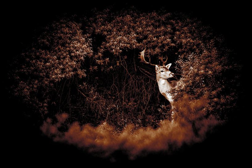 Beautiful deer in the dunes of Noordwijk by Yanuschka | Fotografie Noordwijk