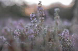 Blumen Teil 247