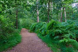 Grüne Oase von Lili's Photography