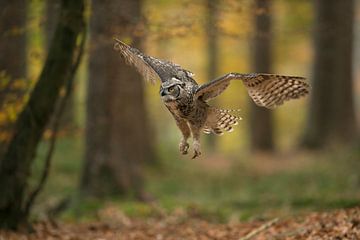 Great Horned Owl / Tiger Owl ( Bubo virginianus ) flying through autumnal coloured woods, in action, sur wunderbare Erde