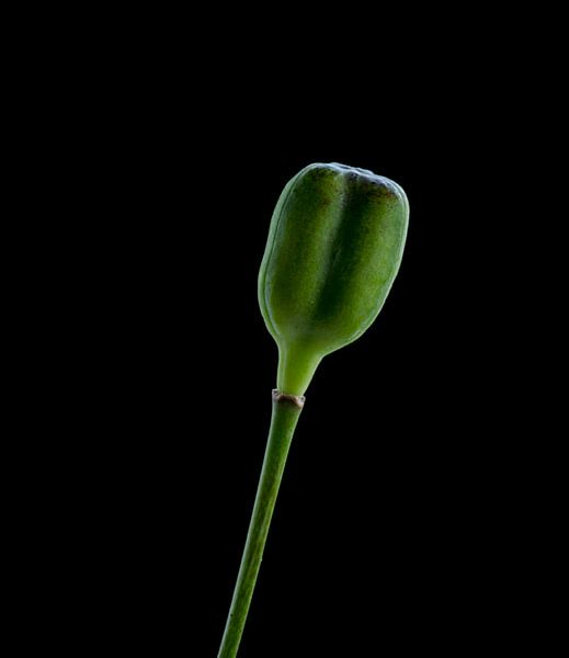 Voorwaarts par Foto Facet