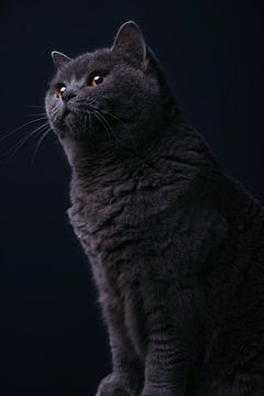 Fine art portrait British shorthair cat by Yvonne van de Kop