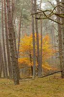 Hollands herfst kleuren in het bos