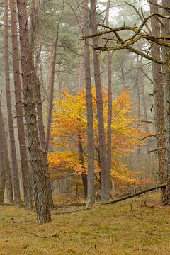 Hollands herfst kleuren in het bos van Rob Saly