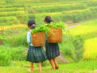 Walking on ricefields