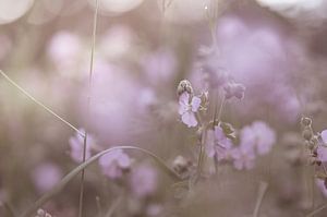 Blumen Teil 143