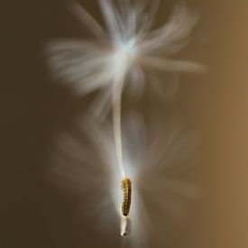 Fluff of a dandelion by Jeroen Gutte
