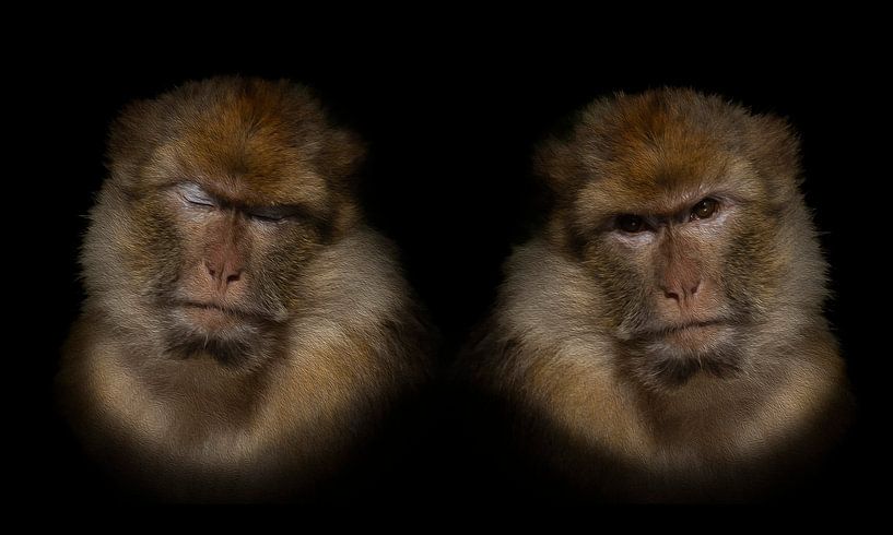 Berber Aapje grafisch olieverf van Foto Studio Labie