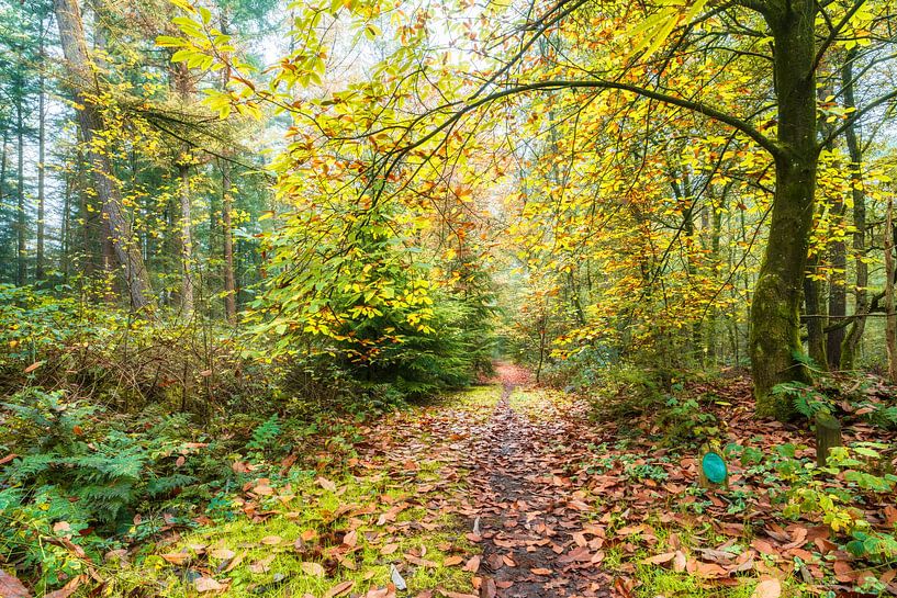 Forest with forest path Ruigeveld in Ermelo by eric van der eijk