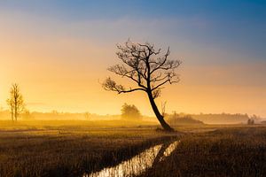 Baum im Schilfland