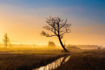 Tree in the reed land by Wilko Visscher