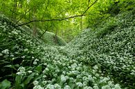 Blooming wild garlic in the forest by Ruud Engels thumbnail