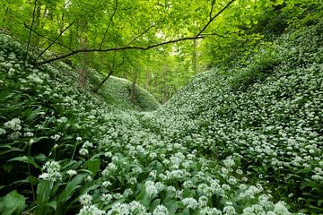 Blooming wild garlic in the forest
