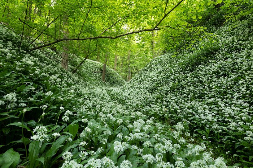 Blooming wild garlic in the forest by Ruud Engels