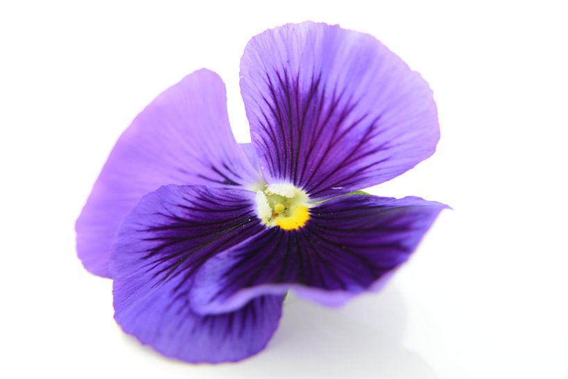 viooltje van Evelien Teeninga