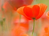 klaproos in het veld, Mohn im Feld, poppy in the field van Monika Wolters thumbnail