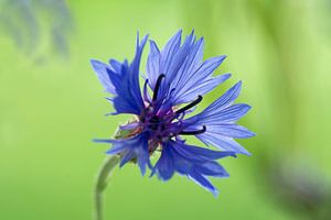 Kornblume