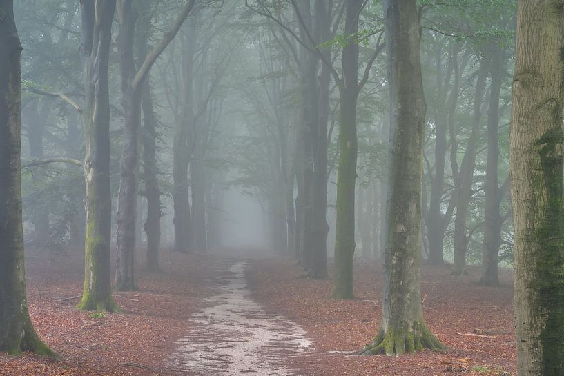 Het kaapse bos in de mist van zeilstrafotografie.nl