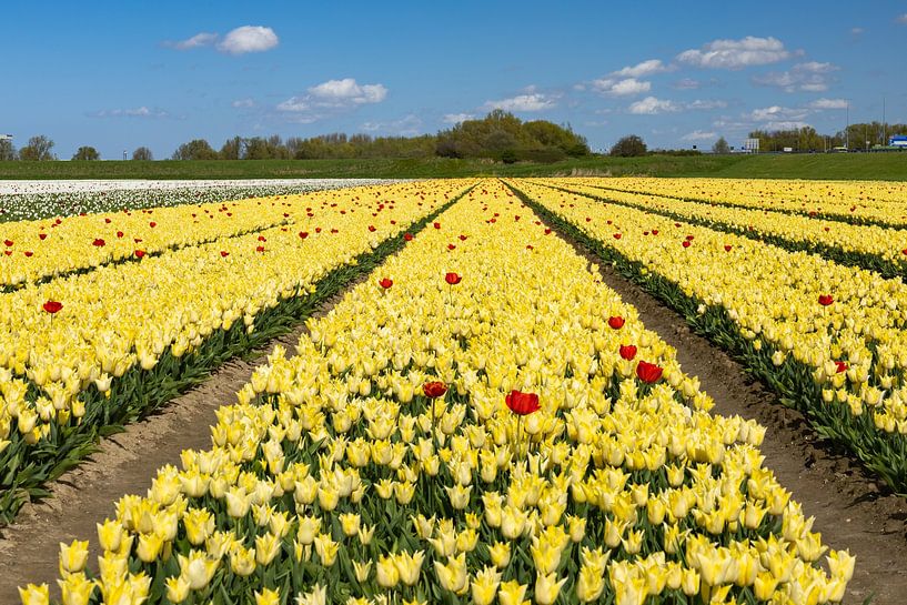 Gele tulpen van Ingrid Bergmann  Fotografie