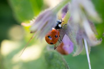Ladybug by Valerie de Bliek
