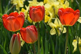 Die ersten Blumen im Garten im Frühling von Claude Laprise