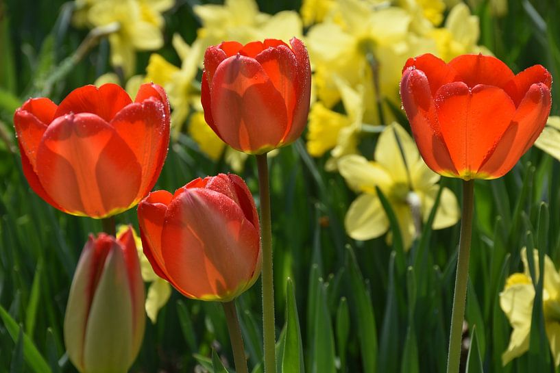 The first flowers in the garden in spring by Claude Laprise