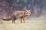Rode vos in de sneeuw van Pim Leijen thumbnail