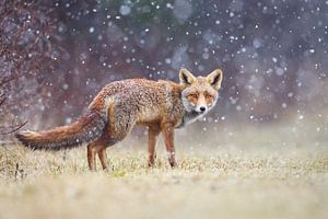 Renard roux dans la neige