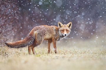 Red fox in the snow by Pim Leijen