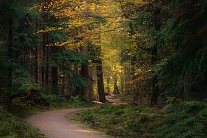 Autumn colors sur Roelie Steinmann