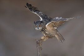 Eule von Ina Hendriks-Schaafsma