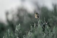 Rustpunt in het Groen Klein vogeltje in een serene omgeving van Femke Ketelaar thumbnail